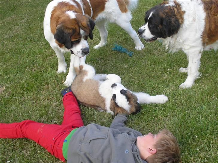 Sankt bernhardshund brutalis - HER ER VORES NYE LEGEKAMMERAT billede 17