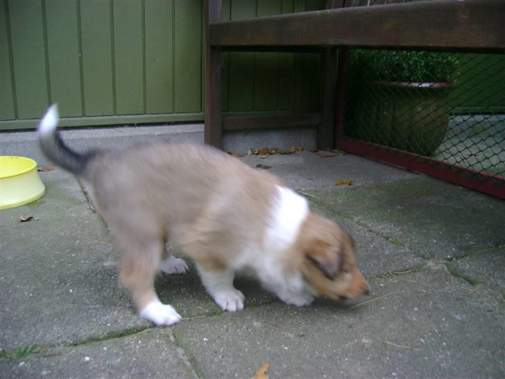 Collie langhåret Camelot - 33 dage billede 6