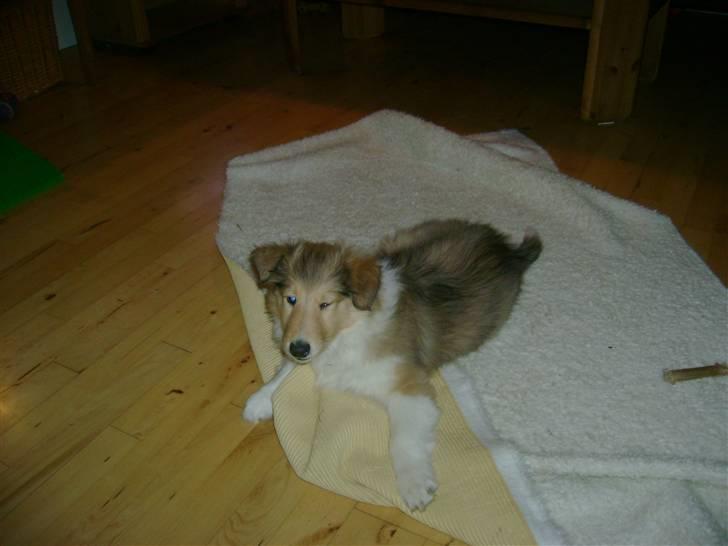 Collie langhåret Camelot - 9. uger billede 7