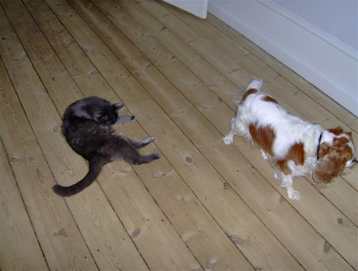 Cavalier king charles spaniel Cocco - Charlie og Cocco billede 11