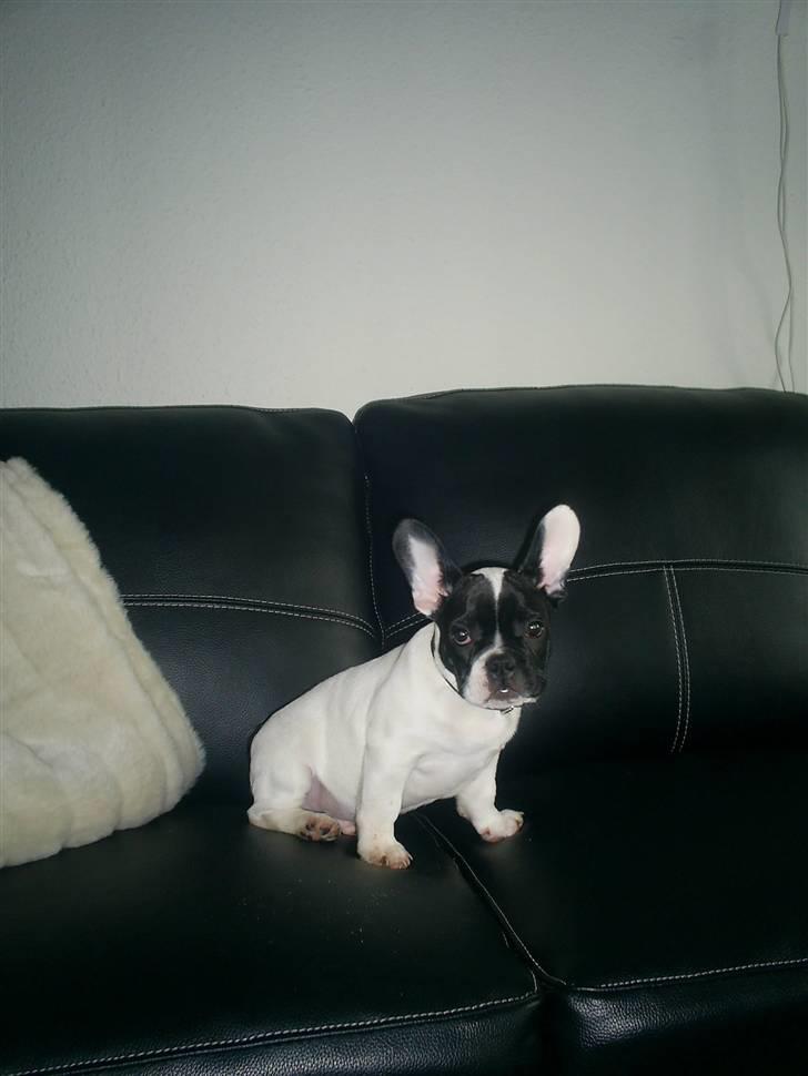 Fransk bulldog Bandi billede 13