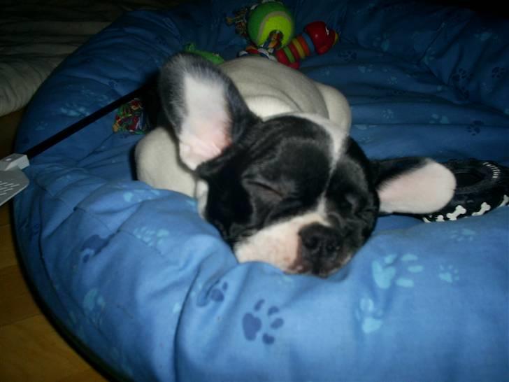 Fransk bulldog Bandi billede 14