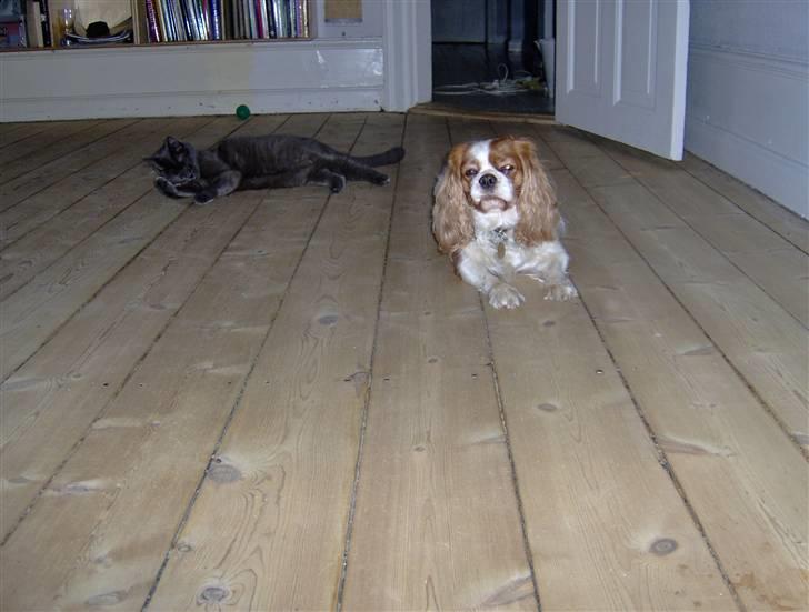 Cavalier king charles spaniel Cocco - Cocco og Charlie billede 12