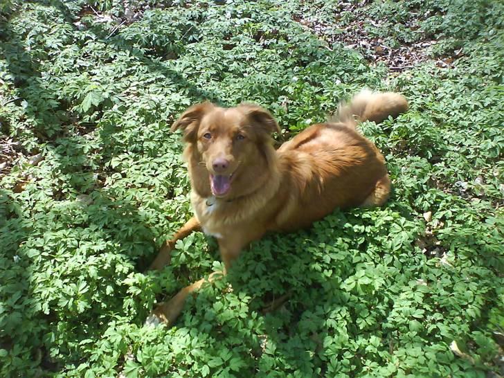 Nova scotia duck tolling retriever Laura - En tur i skoven billede 1