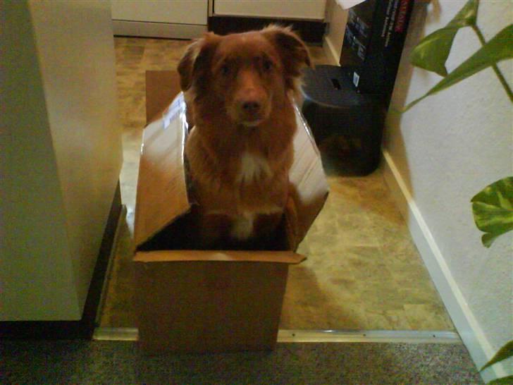 Nova scotia duck tolling retriever Laura - Hvor skal jeg sendes hen? billede 2