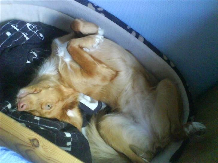 Nova scotia duck tolling retriever Laura - Laura elsker at sove længe billede 3