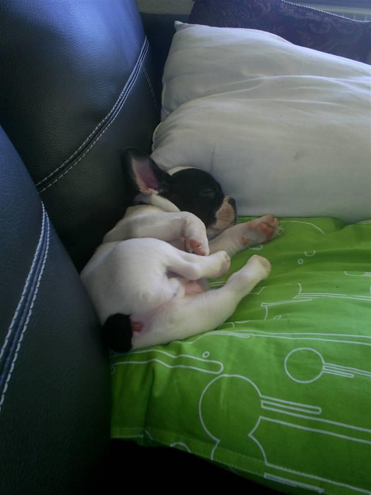 Fransk bulldog Bandi billede 15