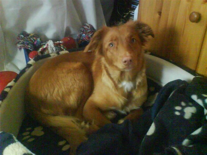 Nova scotia duck tolling retriever Laura billede 4