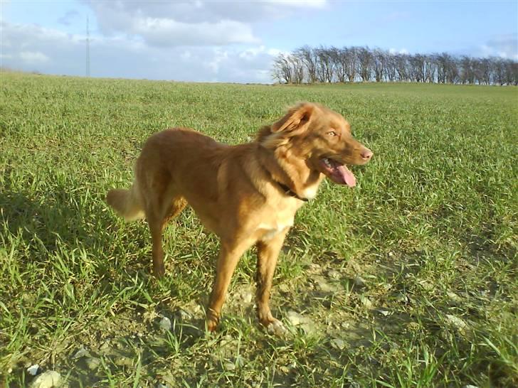 Nova scotia duck tolling retriever Laura - Frit løb over marker. Findes der noget bedre? billede 5
