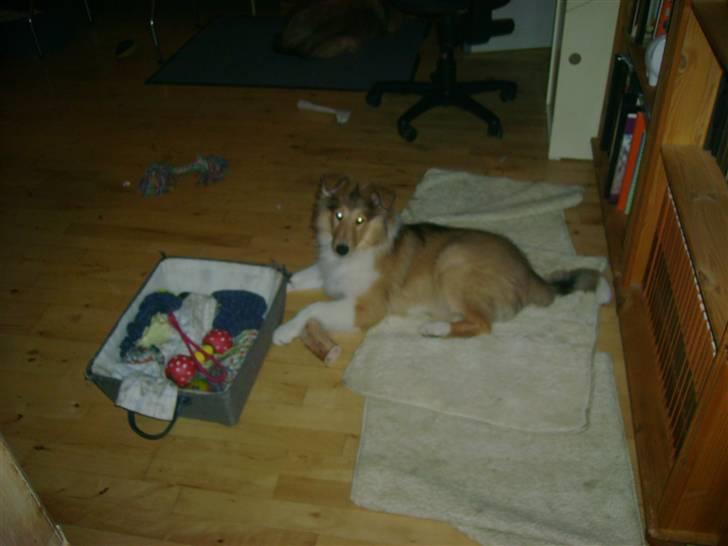 Collie langhåret Camelot - 3. måneder billede 8