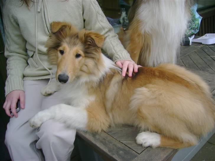 Collie langhåret Camelot - 4. måneder billede 9