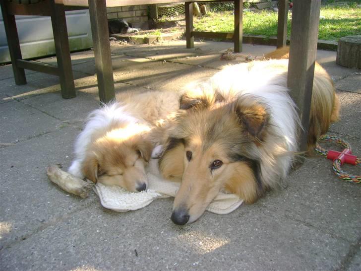 Collie langhåret Camelot - Putter med lillesøster Dédé.  1½ år gammel.  billede 20