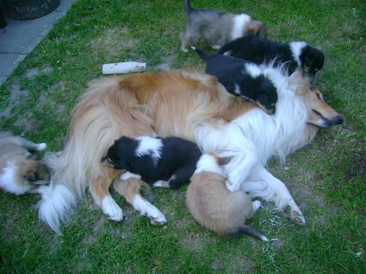 Collie langhåret Camelot - Camelot leger med sine små søskende. Ca. 1½ år. billede 19