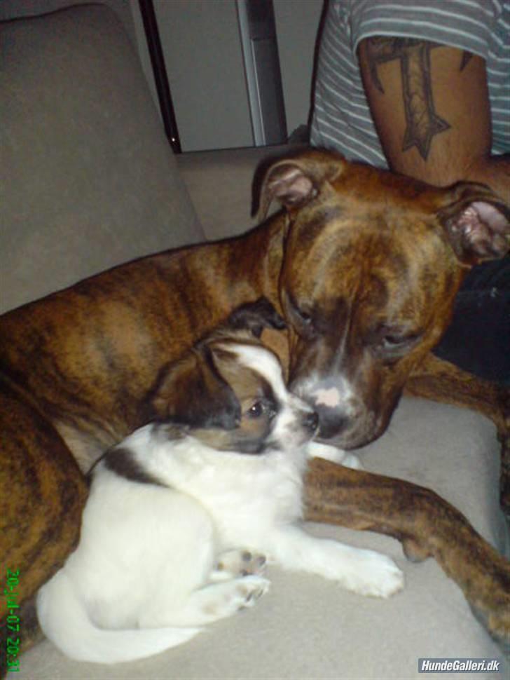 Blanding af racer Bambi - da han var lille...:D billede 11