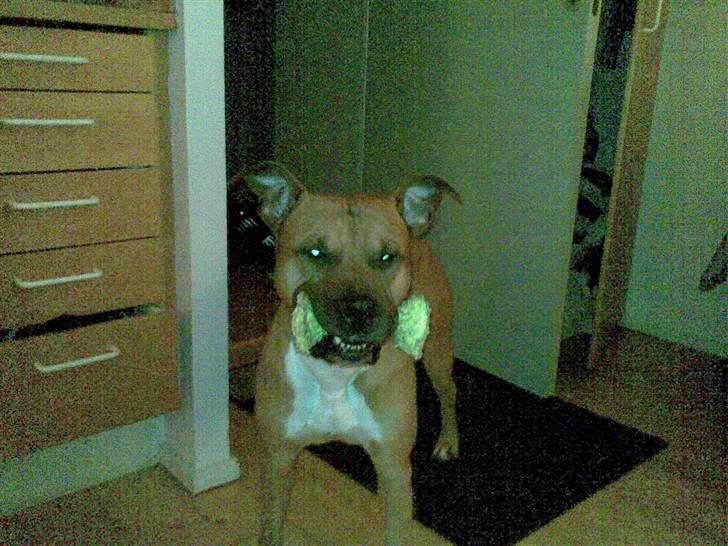 Amerikansk staffordshire terrier Kenzo billede 1