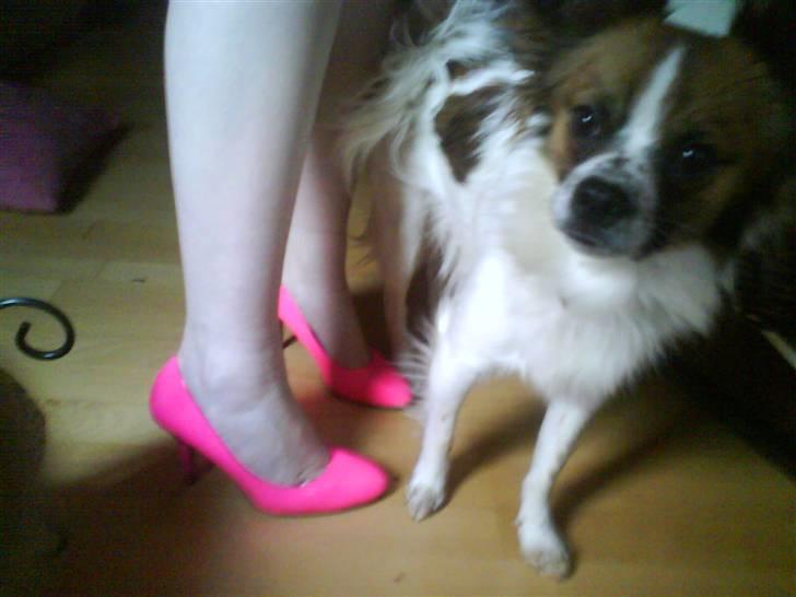 Blanding af racer Bambi billede 13