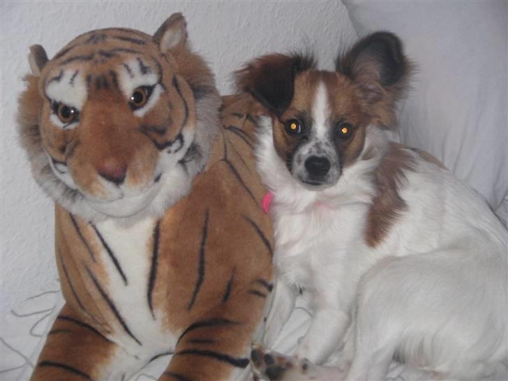 Blanding af racer Bambi billede 14