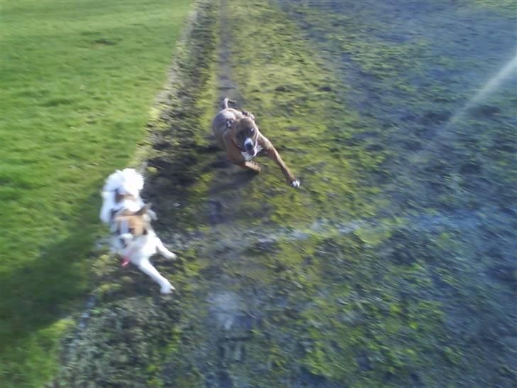 Blanding af racer Bambi - haha.. bambi kom først over målstregen:D hehe billede 15