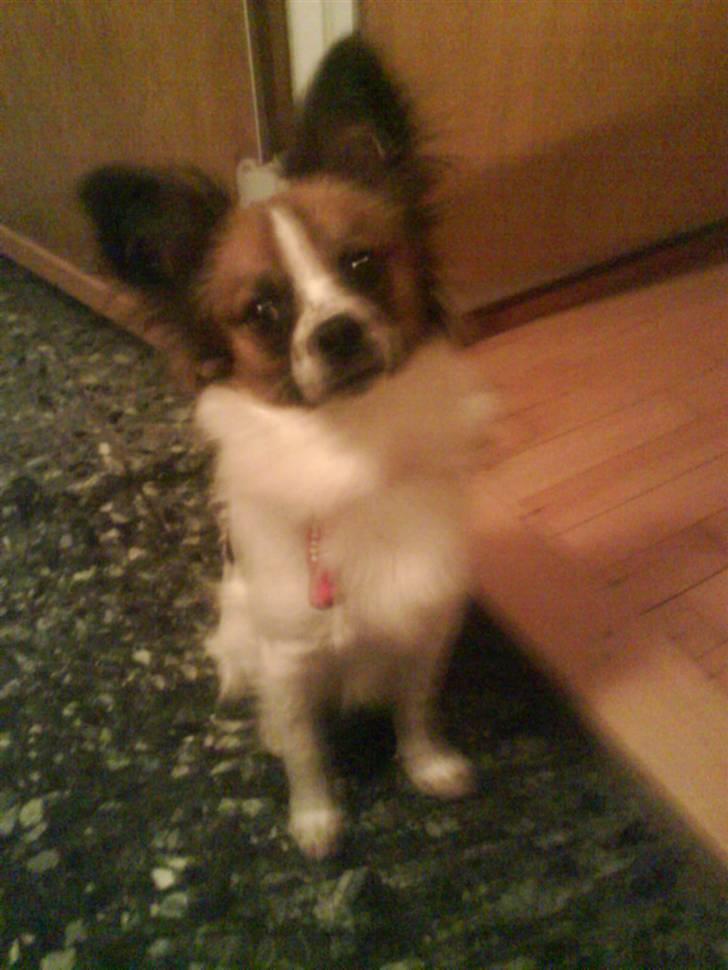 Blanding af racer Bambi billede 17