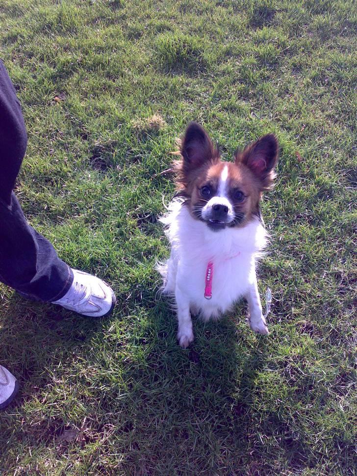 Blanding af racer Bambi - ligner han har underbid og mangler tænder:D billede 18