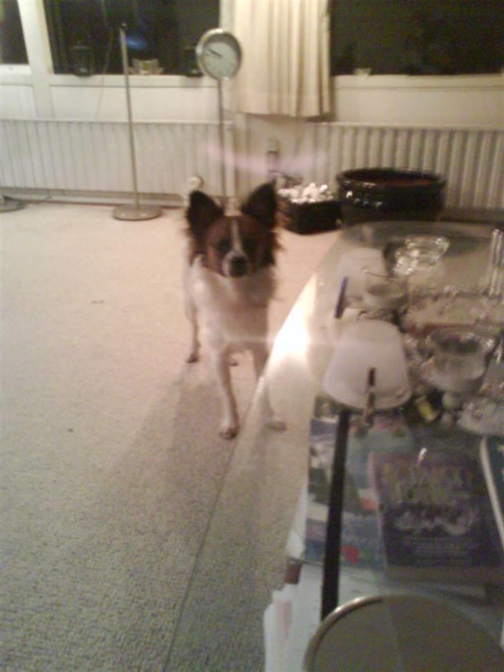 Blanding af racer Bambi billede 19