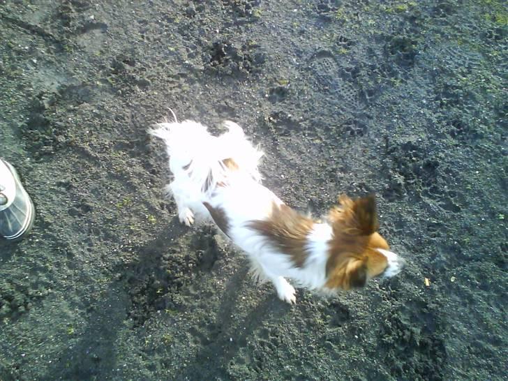 Blanding af racer Bambi billede 20