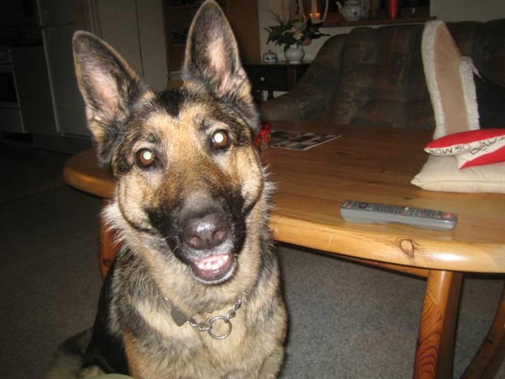 Schæferhund Stella<3 ( min mormor's ) - det er stella<3 billede 1