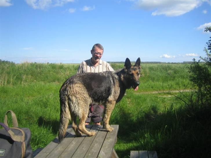 Schæferhund Stella<3 ( min mormor's ) - migggg billede 3