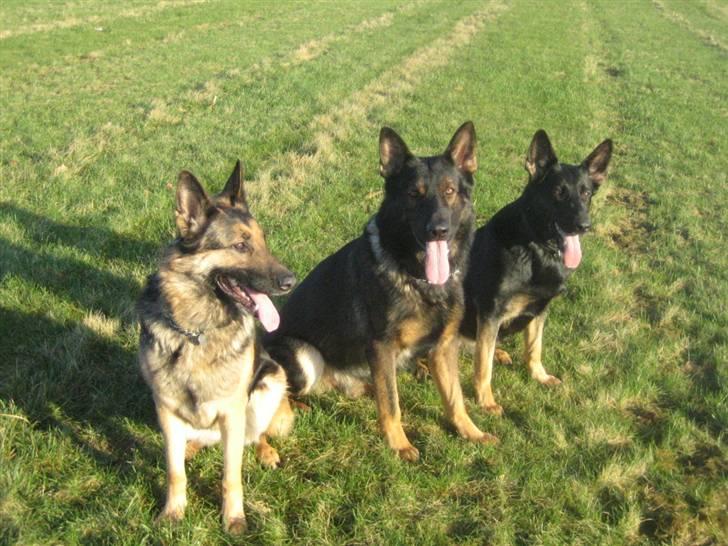 Schæferhund Stella<3 ( min mormor's ) - stella og hendes venner! <3 billede 4