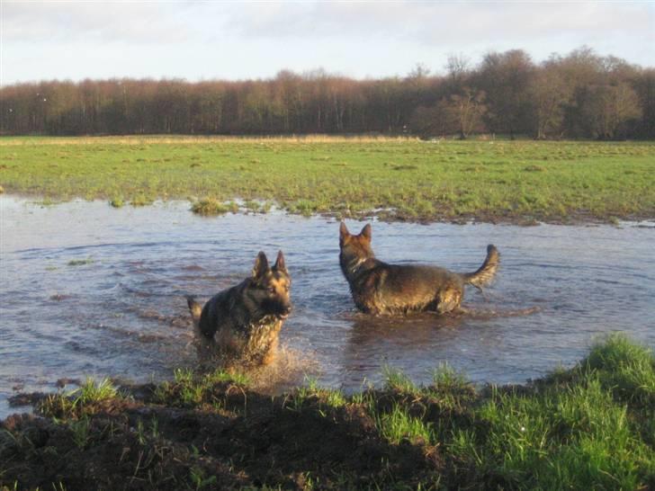 Schæferhund Stella<3 ( min mormor's ) - yahhhhhh billede 6