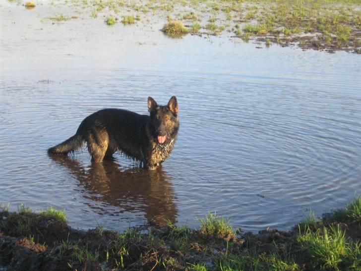 Schæferhund Stella<3 ( min mormor's ) - ummm vand dejligt mudder X) billede 7