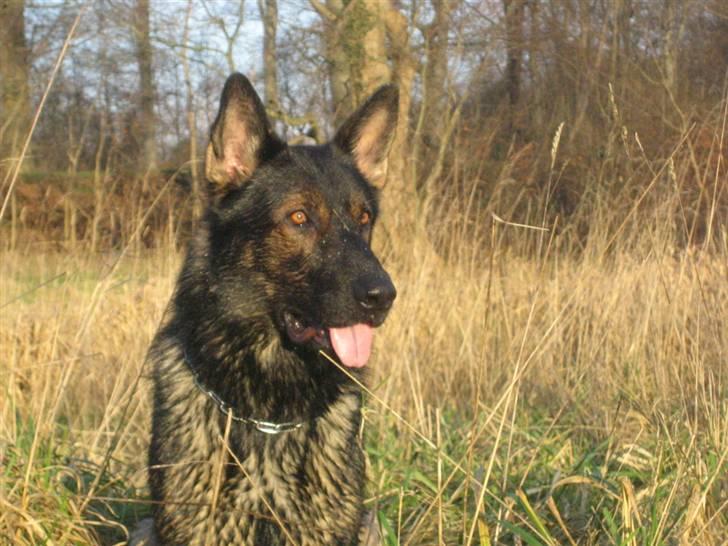 Schæferhund Stella<3 ( min mormor's ) - min bedste ven! billede 8