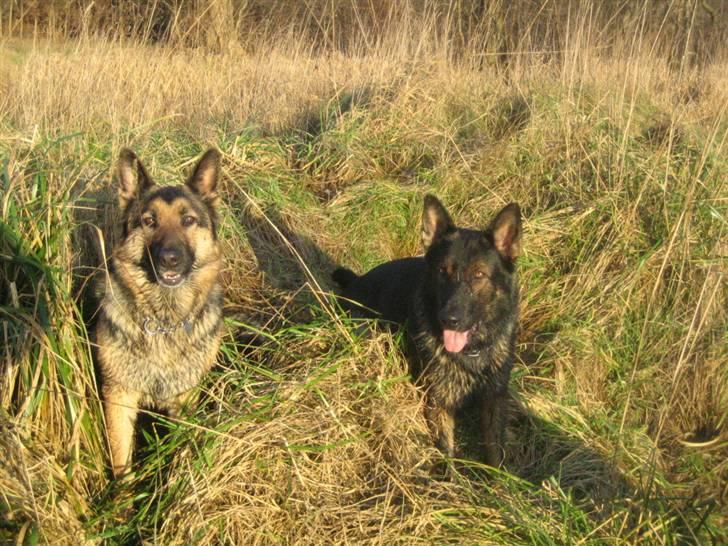 Schæferhund Stella<3 ( min mormor's ) - det er mig og min bedste ven! billede 9