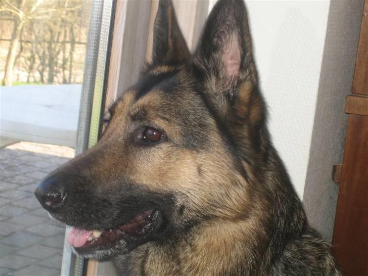 Schæferhund Stella<3 ( min mormor's ) - og mig igen ># billede 10
