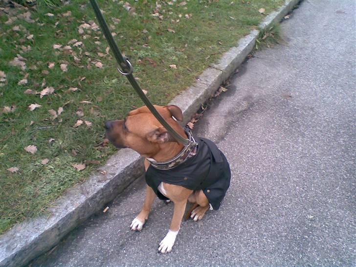 Amerikansk staffordshire terrier Kenzo billede 3
