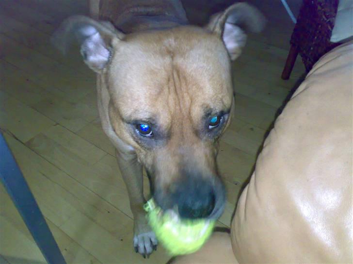 Amerikansk staffordshire terrier Kenzo billede 4