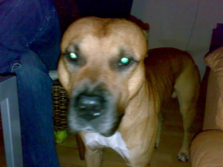 Amerikansk staffordshire terrier Kenzo billede 5