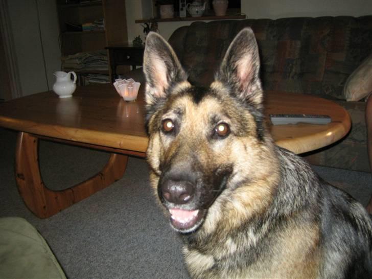 Schæferhund Stella<3 ( min mormor's ) billede 11