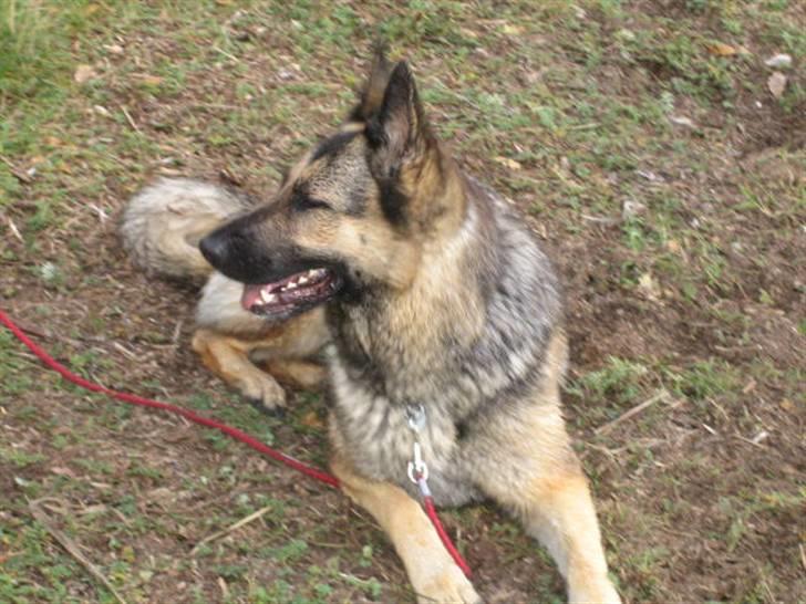 Schæferhund Stella<3 ( min mormor's ) billede 12