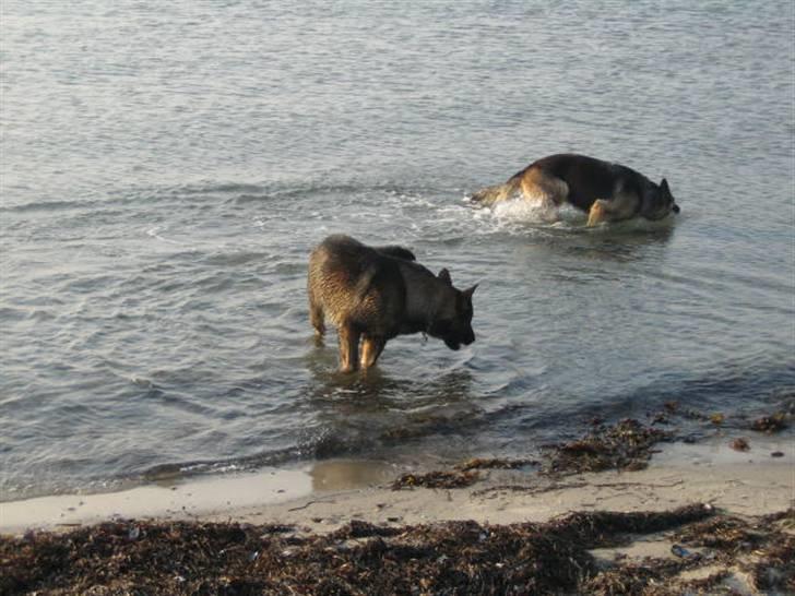 Schæferhund Stella<3 ( min mormor's ) billede 14