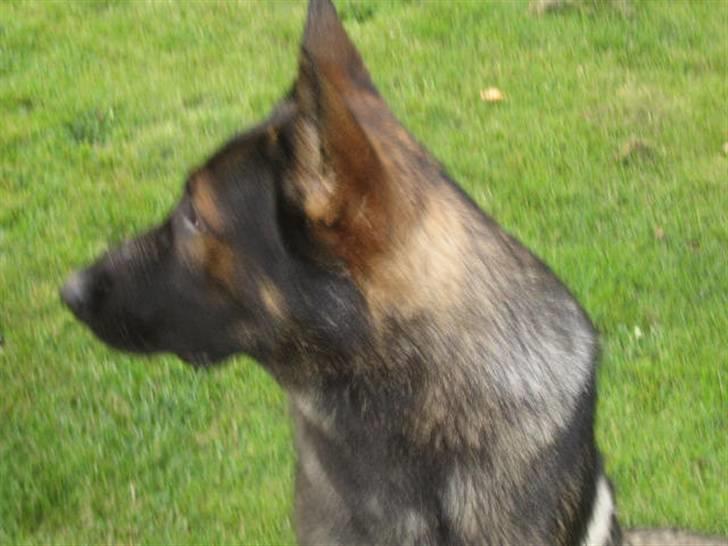 Schæferhund Stella<3 ( min mormor's ) billede 15