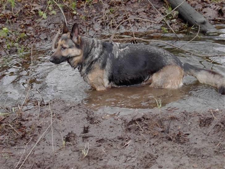 Schæferhund Stella<3 ( min mormor's ) billede 16