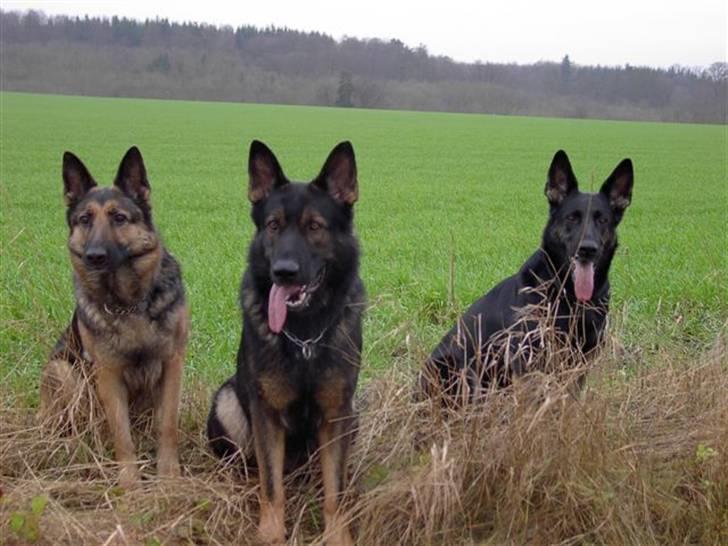 Schæferhund Stella<3 ( min mormor's ) billede 17