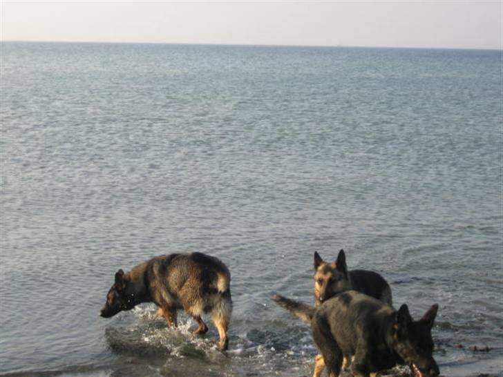 Schæferhund Stella<3 ( min mormor's ) billede 19