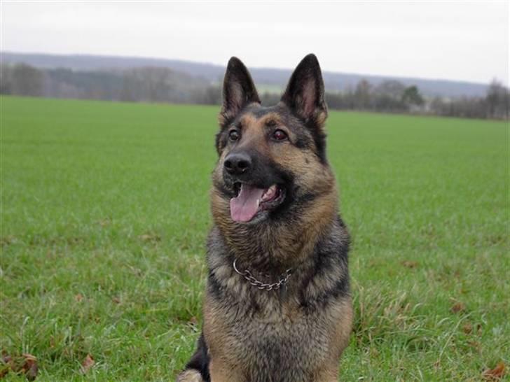 Schæferhund Stella<3 ( min mormor's ) billede 20