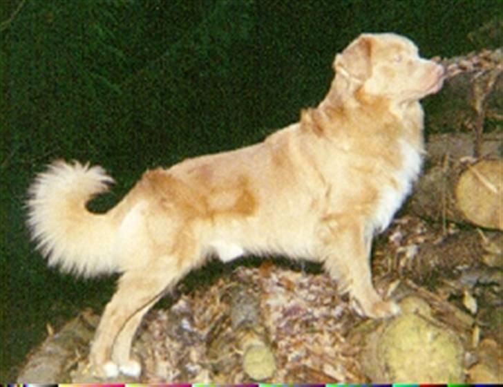 Nova scotia duck tolling retriever Marquis R'I'P - Han stillede lige sig selv op til fotografering billede 1