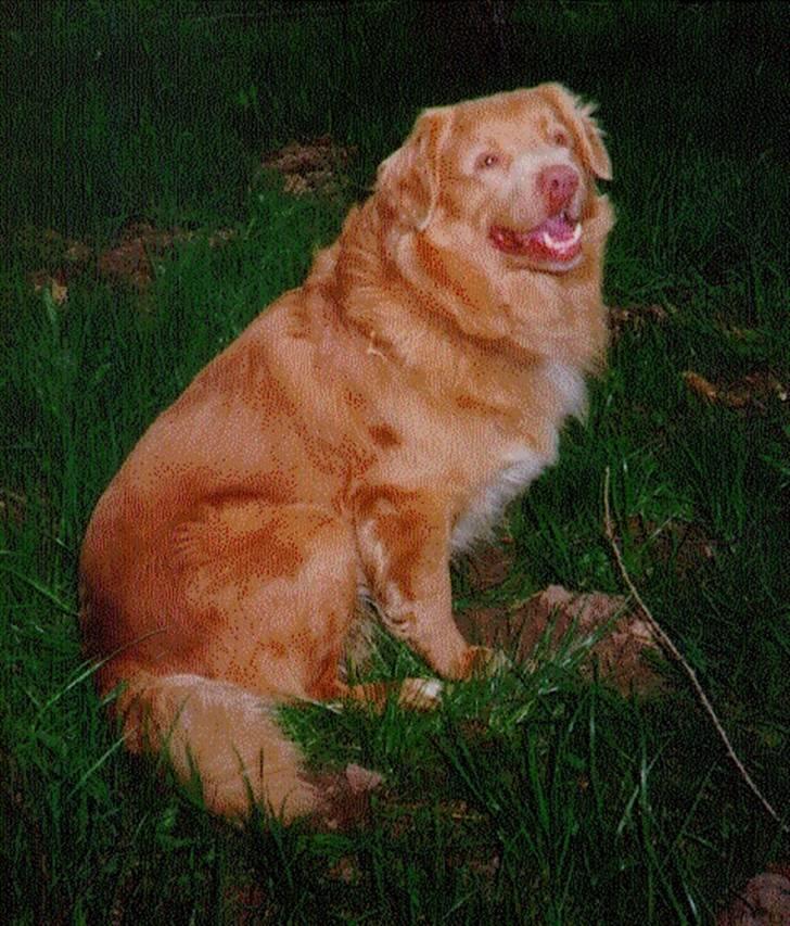 Nova scotia duck tolling retriever Marquis R'I'P - Jeg tager lige en slapper billede 2