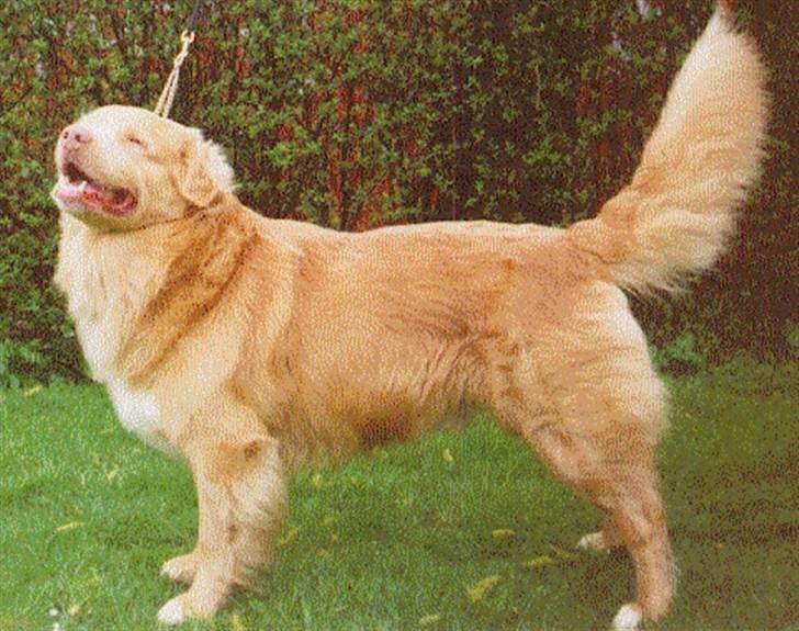 Nova scotia duck tolling retriever Marquis R'I'P - Så flot kunne jeg stå når Mor blandede sig billede 3