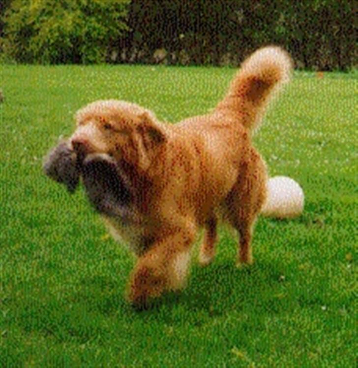 Nova scotia duck tolling retriever Marquis R'I'P - Kaninen stak af men jeg fik da skindet billede 4