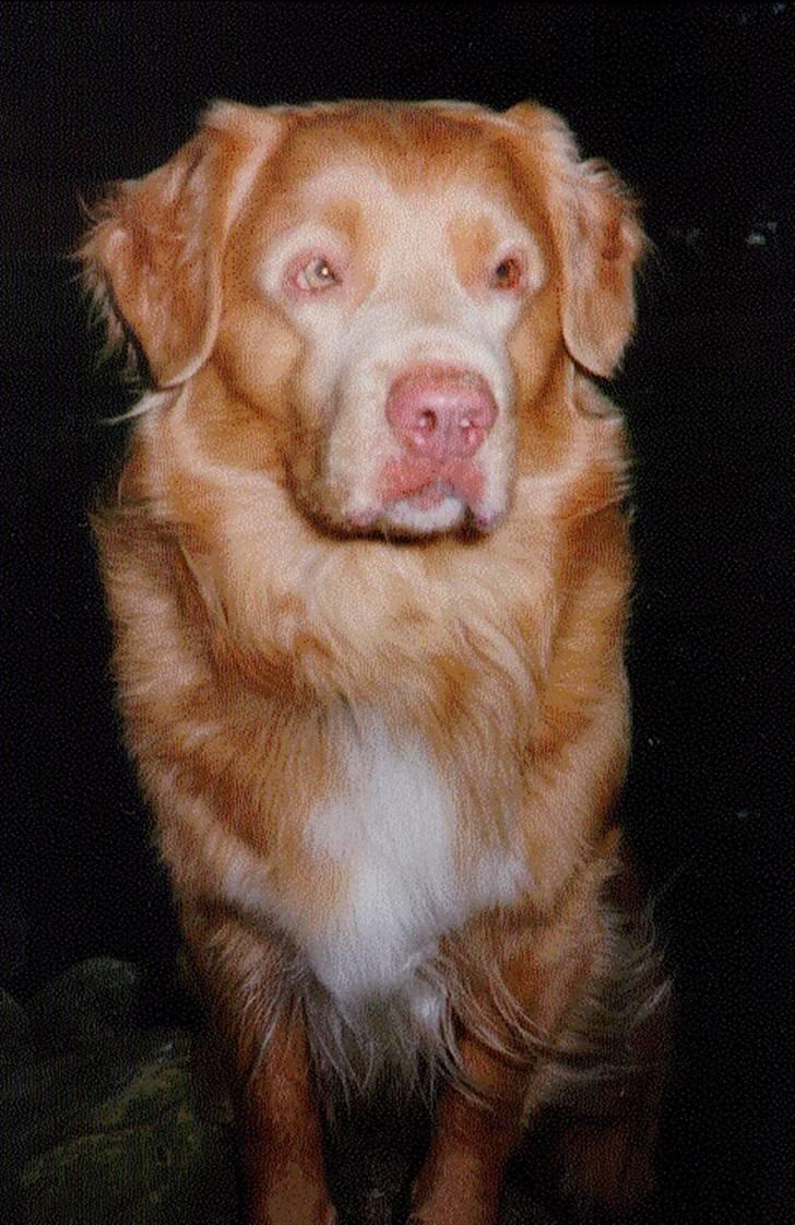Nova scotia duck tolling retriever Marquis R'I'P billede 5